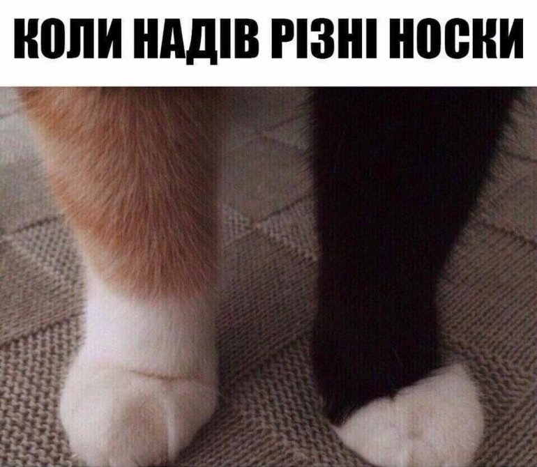 Фото кота носка мем