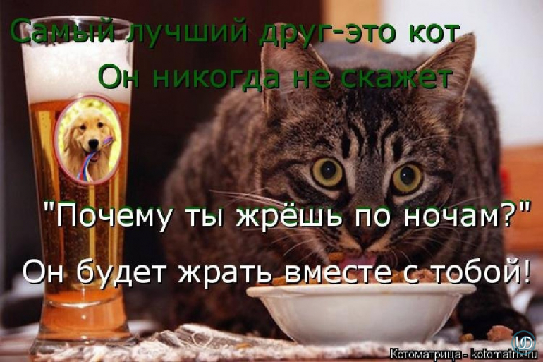 Человек никогда не ест. Кот будет жрать вместе. Кот будет жрать вместе с тобой. Лучший друг кот жрать. Я поклонник здорового питания котики.