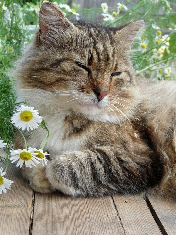 Ромашковая кошка. Кот в ромашках. Летний котик. Кошки летом. Кошечка с ромашками.