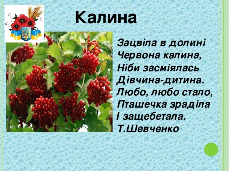 Калина текст. Зацвіла в Долині Червона Калина. Калина Шевченко. Зацвіла в Долині. Зацвіла в Долині Червона Калина вірш.