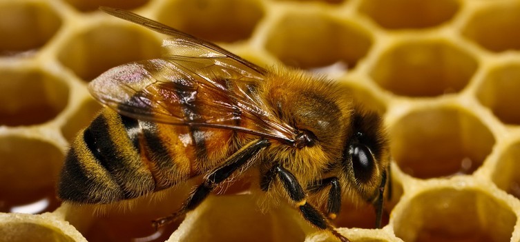 Роль літок в житті бджіл
