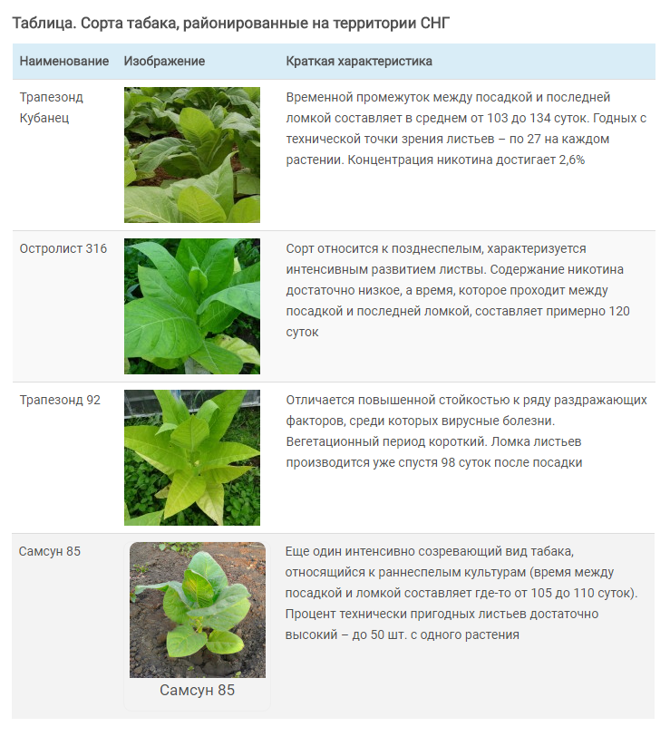 Табачный сорт. Таблица ферментации табака по сортам. Виды и сорта табака. Сорта табака с описанием. Табак сорта таблица.